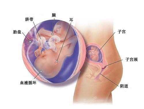 哈尔滨有代孕女的吗 哈尔滨哪个医院可以做第三代试管婴儿?有私立医院吗? ‘